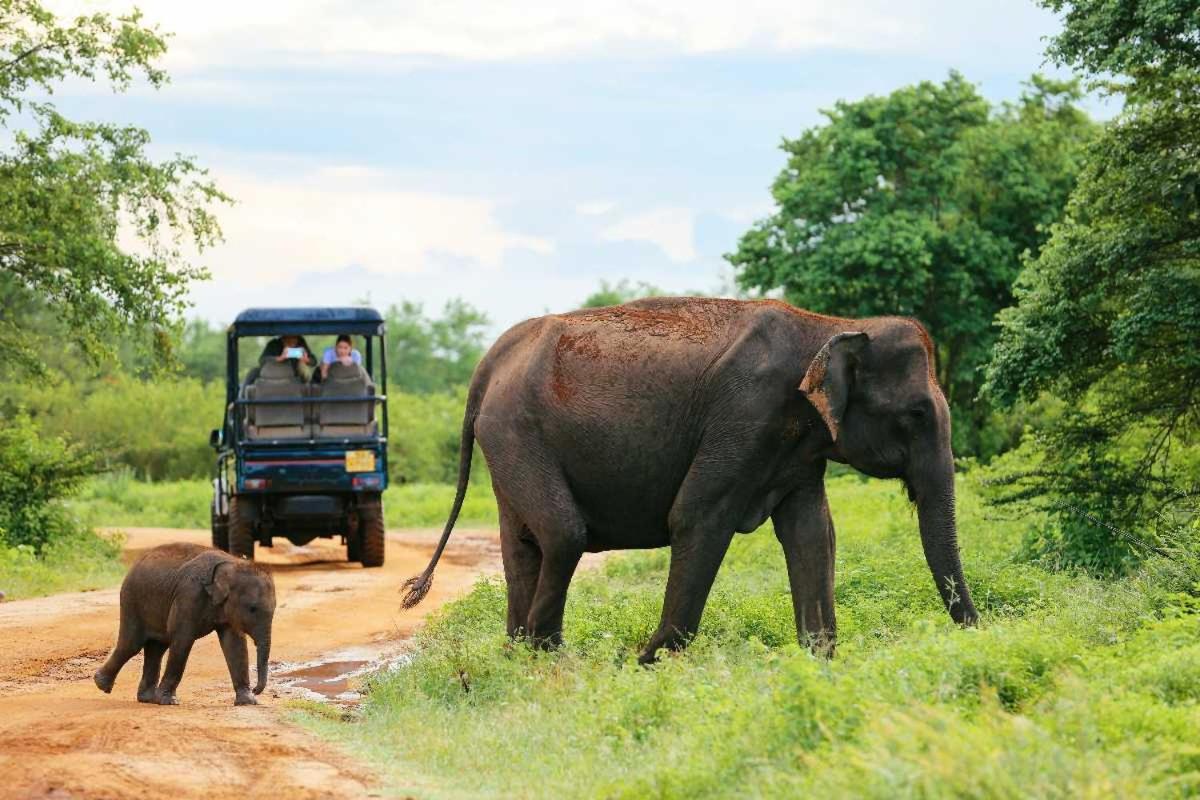 Wild Park Safari Home Stay Удавалаве Экстерьер фото