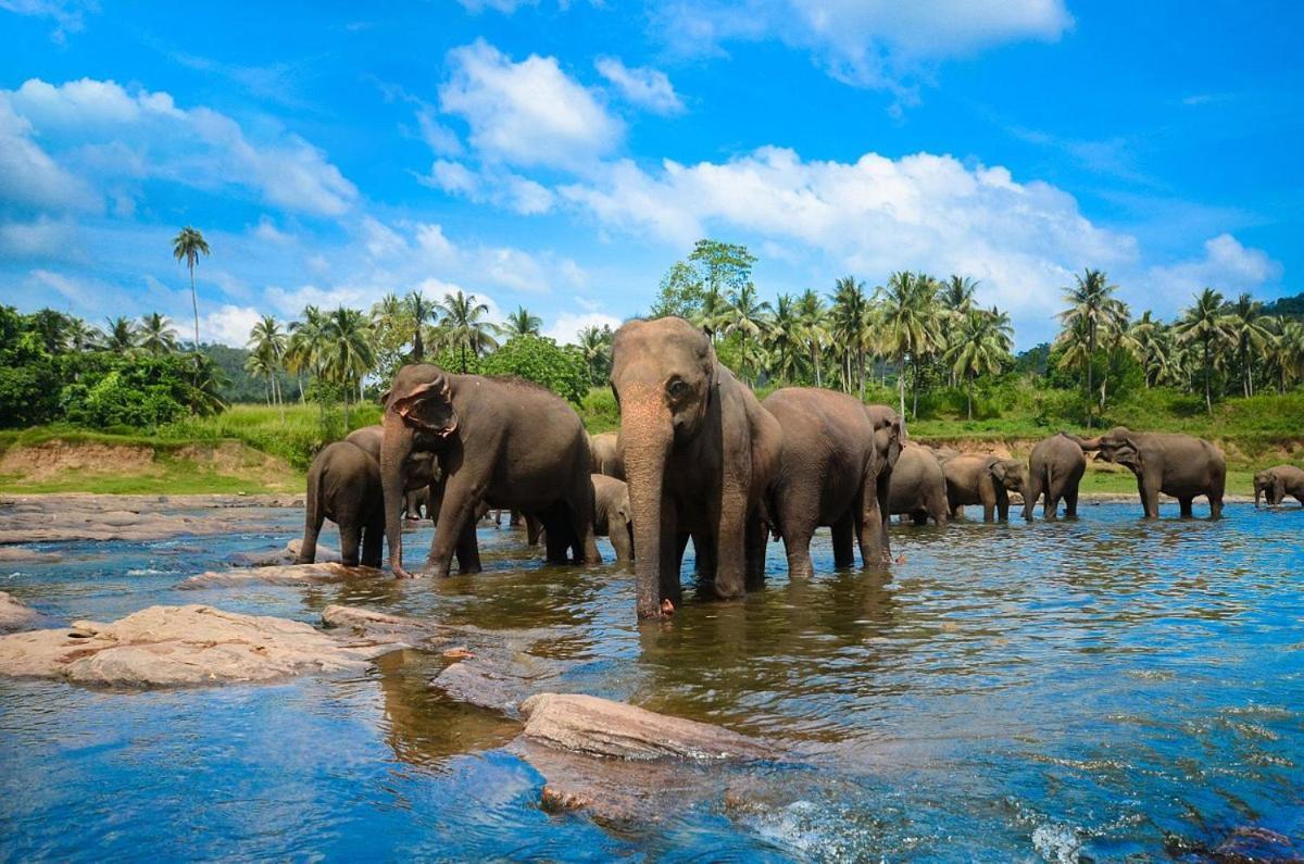 Wild Park Safari Home Stay Удавалаве Экстерьер фото